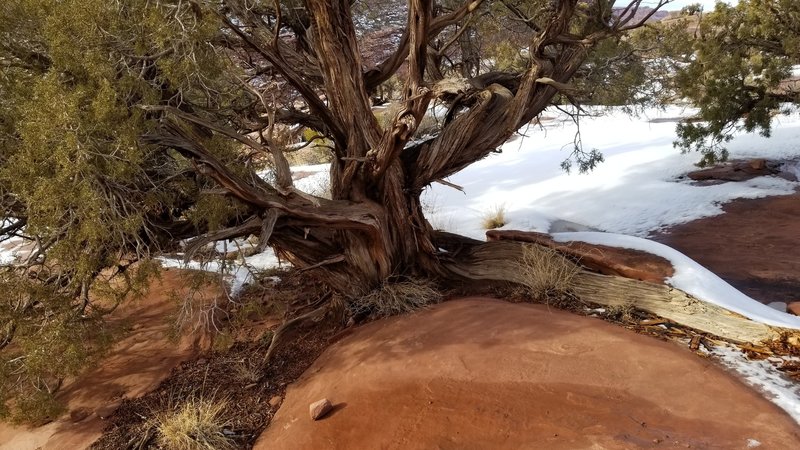 The Juniper trees on the anticline have the most creative root systems