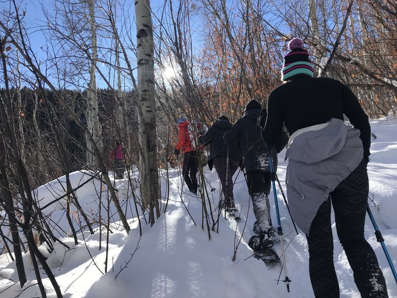 Tromping through aspen groves along the East Lake Creek Trail #1880.