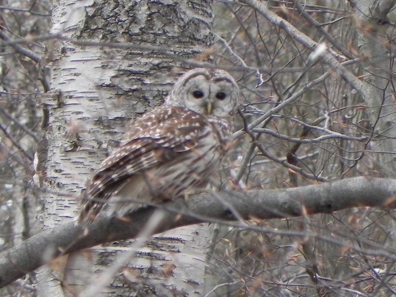 Perched Barred Owl