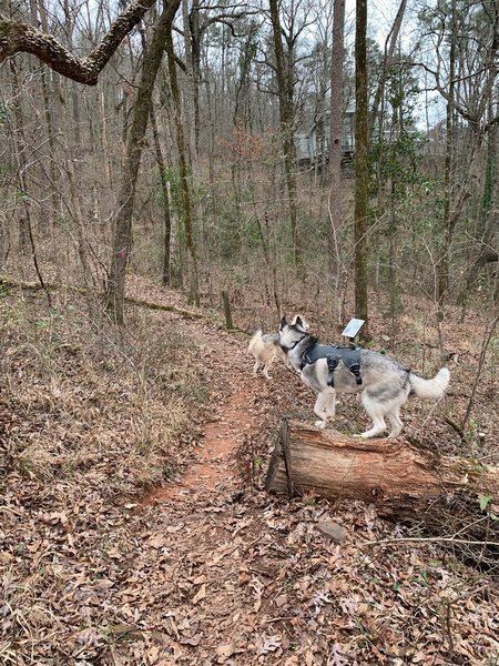 Trail is narrow but not too bad