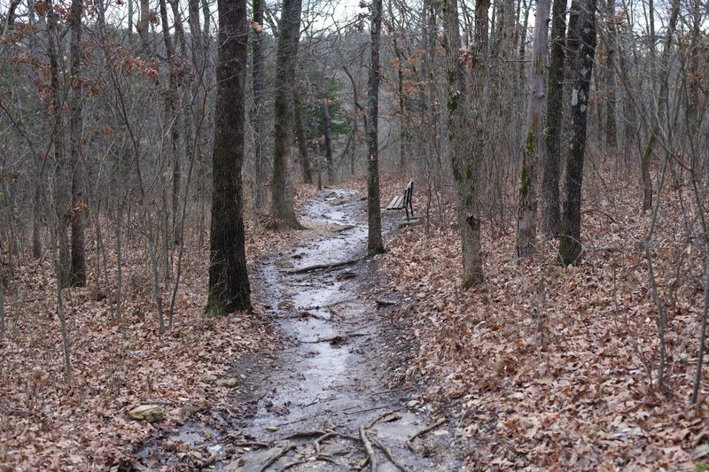 The trail is a narrow, dirt singletrack that descends through the woods.  On rainy days, water may flood the trail.