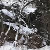 Some large icicles forming near the Heughs Canyon Trail in January, 2019.