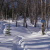 Beautiful birch grove on Snowshoe trail D2 off Games Trail.