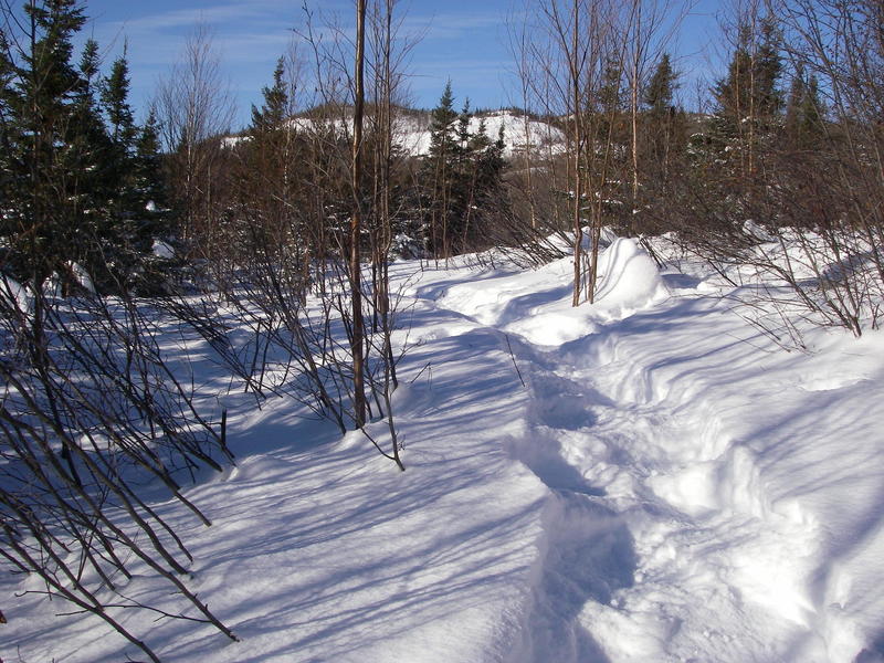 Snowshoe Trail E1 showing Aspen Lookout in the background.