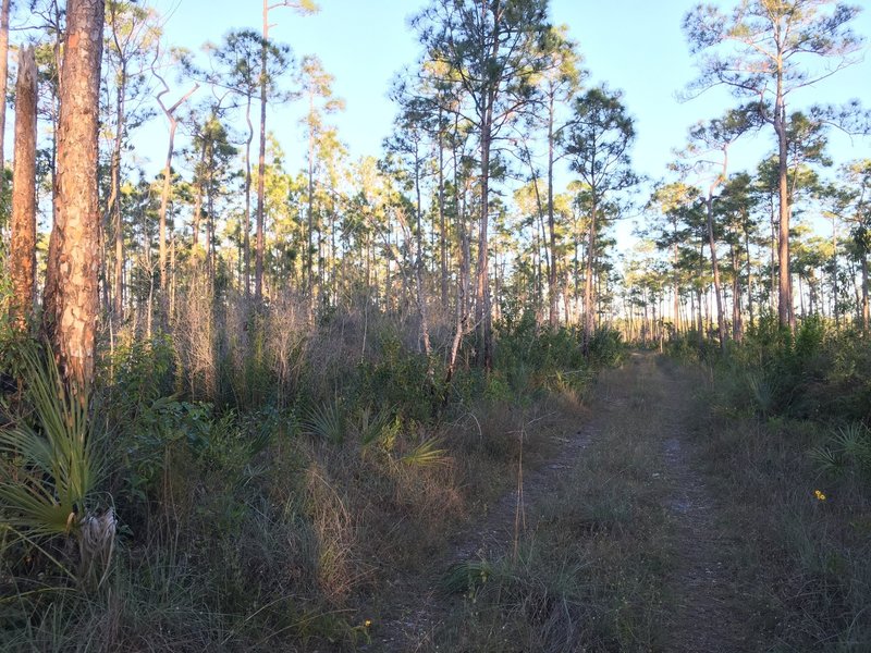 Doubletrack through the palms and pines.