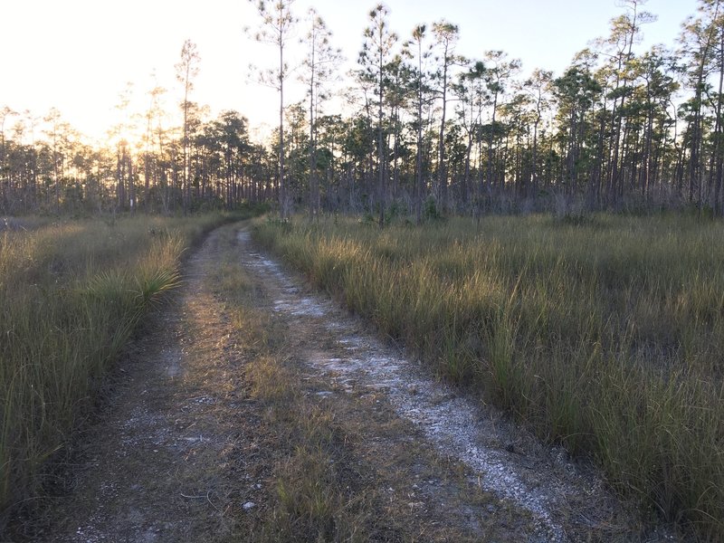 Long Pine Key Trail