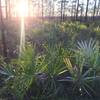 Palms and Pines along Long Pine Key Trail.