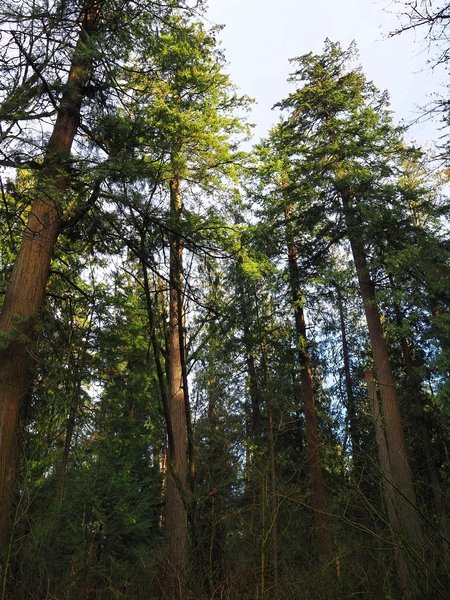 Old growth Douglas-fir