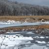 An otherwise routine wetland becomes a winter wonder after a snow and ice storm in Mahlon Dickerson Reservation, NJ.