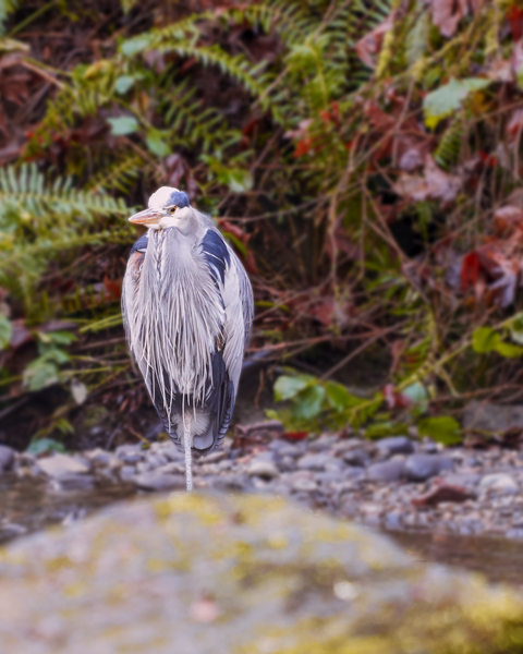 A one-legged bird! Despite the trail traffic, wildlife finds some amount of solace.