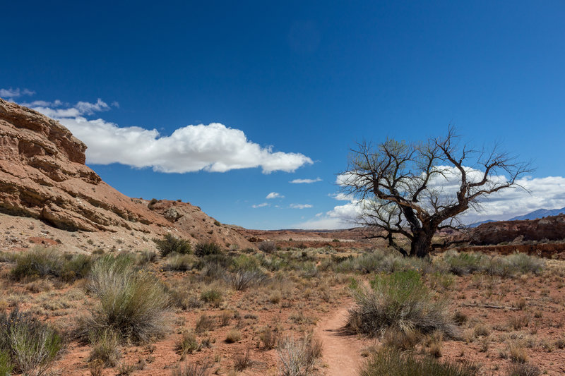 The first mile of the Burro Wash Route is through very open desert territory.