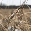 Close up of a cattail on the marsh.