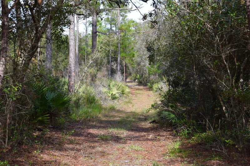 Typical trail in the Seminole State Forest.