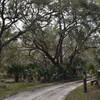 Trail with the Seminole State Forest.