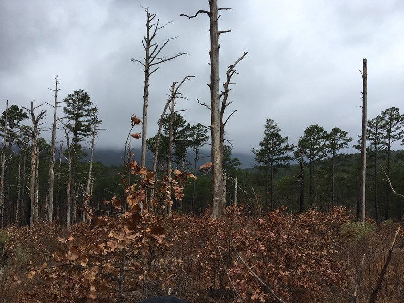 Huge die off just SW of Snake Mountain lots of downed trees and widow makers through this area