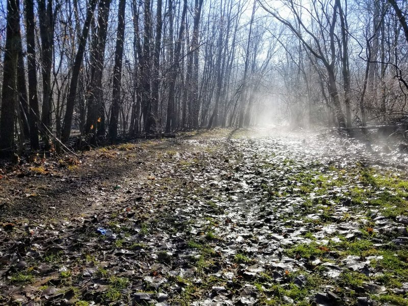 Misty morning on the trail wooded trail that leads to the river