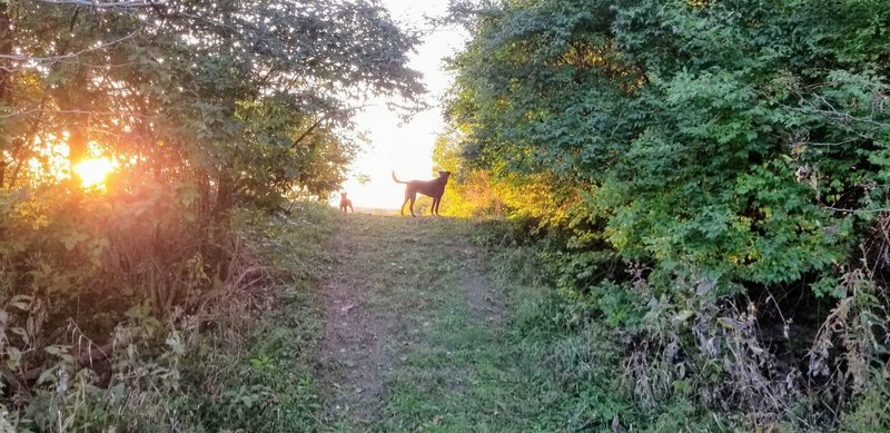 A levy separates the meadow from the forest