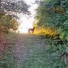 A levy separates the meadow from the forest