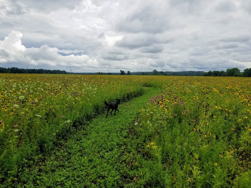 Wildflowers in bloom