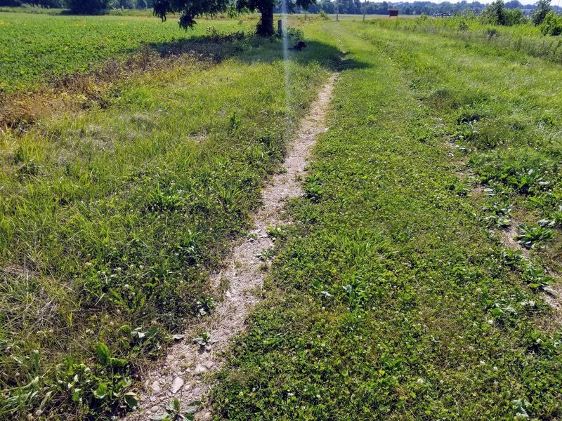 Service road that forms the beginning of the trail