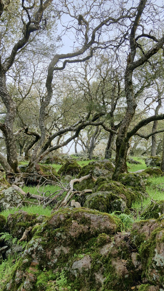 Oaks in the Winter