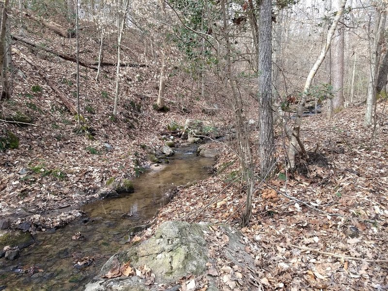 Forest Exploration Trail