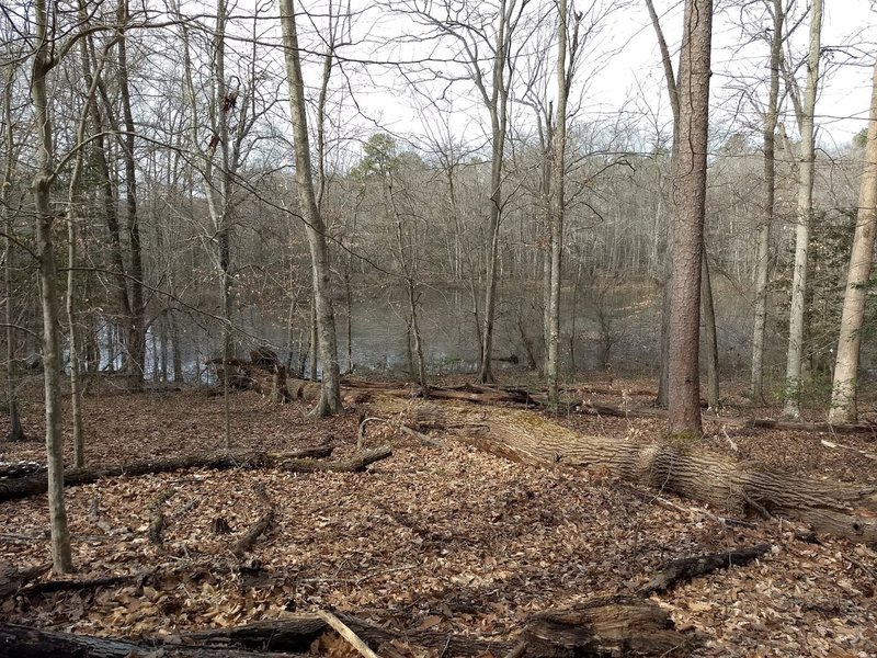 Forest Exploration Trail