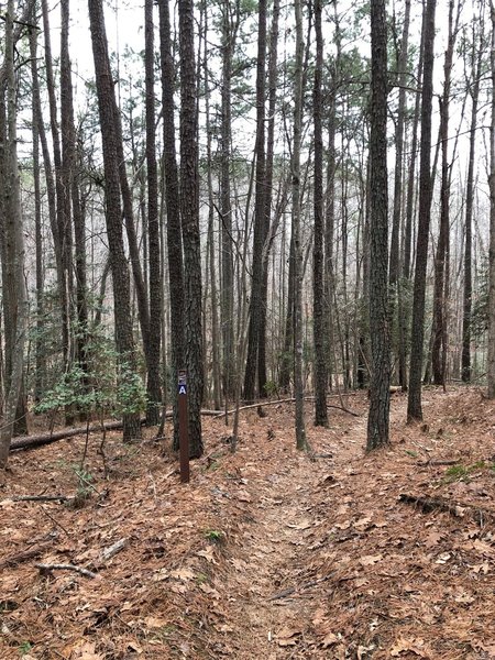 Trail A is a dirt singletrack through trees, you can see the trail marker with a blue blaze and white "A" to the left of the trail.