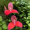 Famous Red Disa