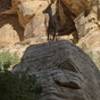 Wild life in Ice Box Canyon trail at Red Rock.