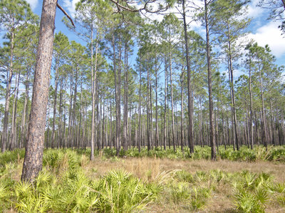 Recovering forest in Dunn's Creek State Park