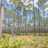 Recovering forest in Dunn's Creek State Park