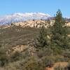 Heading north on the PCT towards Live Oak Spring.