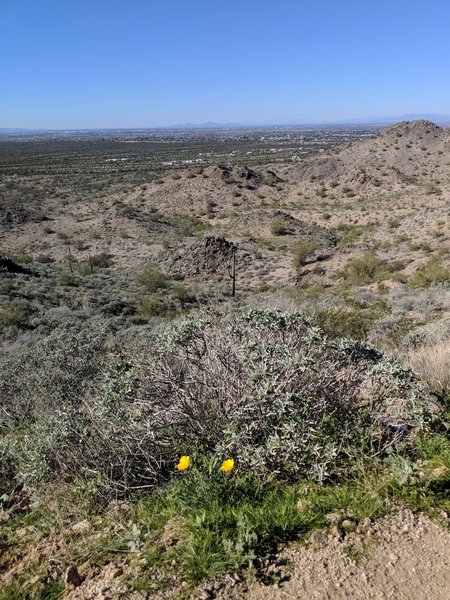 The mountain gets really pretty after a few days of rain.  Some Rye, Flowers, Cacti and Phoenix in the distance.