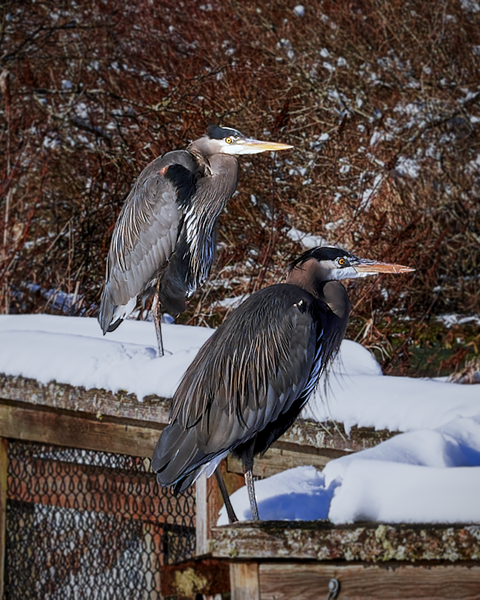 Even in the snow and despite a cold snap, herons find some sun and warmth