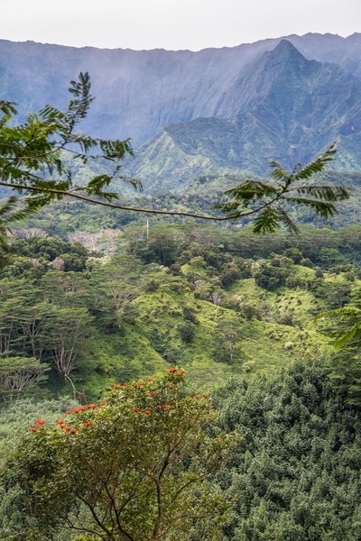 View towards the west from the Kuilau Ridge Trail.