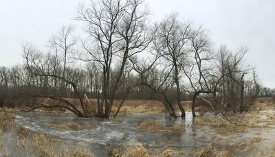 Trees in Frozen Bog
