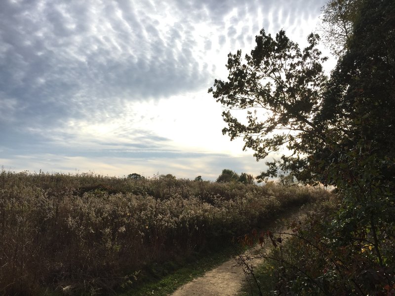 Trail near Cherry Tree Woods