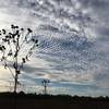 Cirrocumulus Clouds or Mackerel Sky