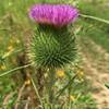 Thistle