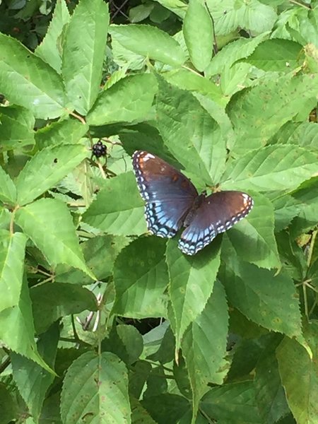 Swallowtail Butterfly - Limenitis arthemis Blue on Blackberry Bush