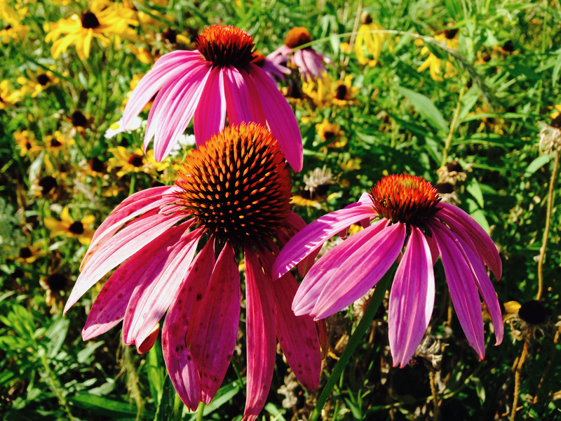 Purple Coneflower / Echinacea purpurea