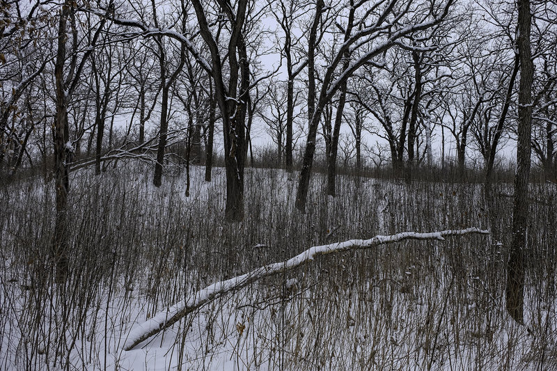 Minnehaha Falls Trail in winter