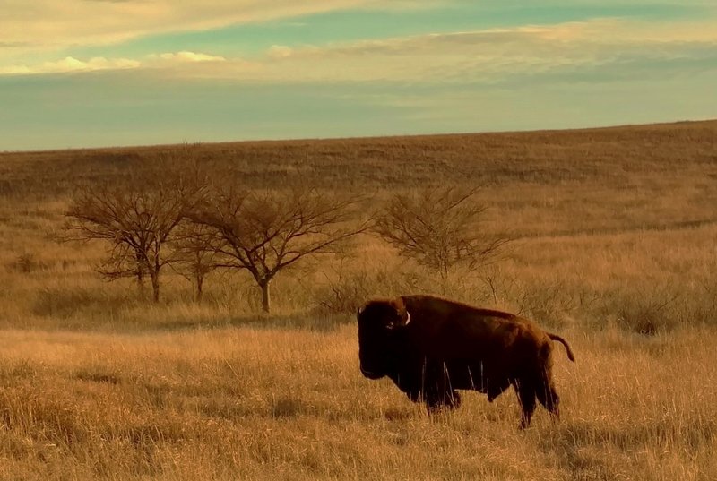 Bison (buffalo), gentle giants, in Wichita Mountains Wildlife Refuge