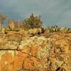 Juniper, prickly pear cacti, and rocks are everywhere along Elk Mountain Trail