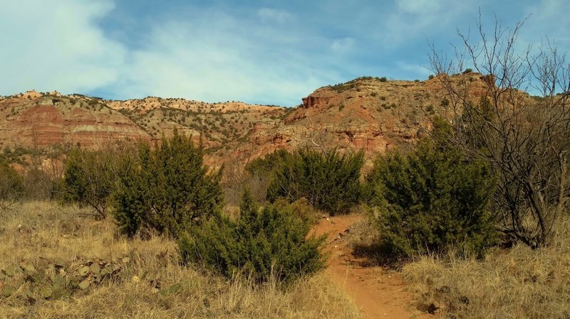 Little Fox Canyon Trail (AKA Little Fox Loop) runs through the junipers, as it ends up against the Canyon walls where Sunday Creek begins its journey in the canyon.