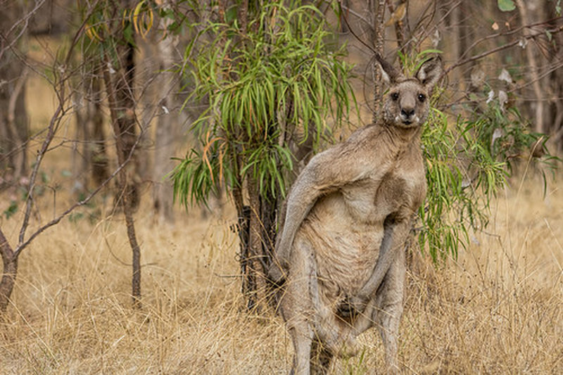 Plenty of local Roos living peacefully in the park.