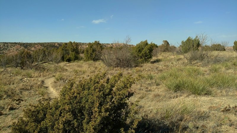 The flat high ridge top at Goodnight Peak is covered with hardy grasses, yucca, pricklypear cacti, and scattered juniper bushes.