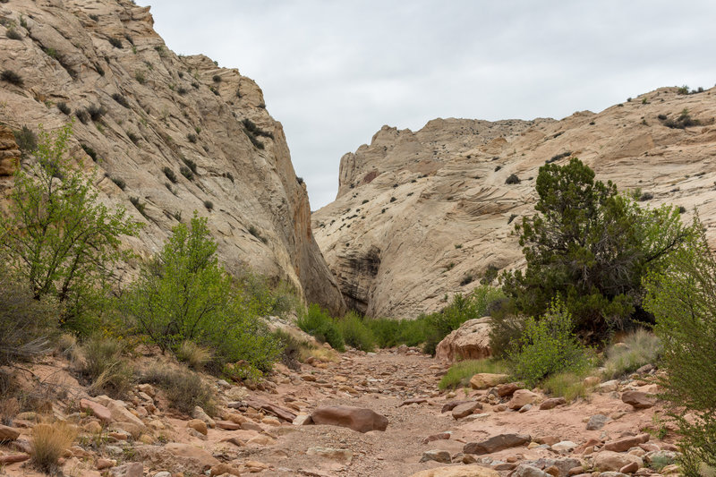 Mouth of Lower Muley Twist Canyon.