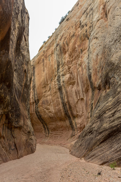 Narrow section just beyond the mouth of Lower Muley Twist Canyon.